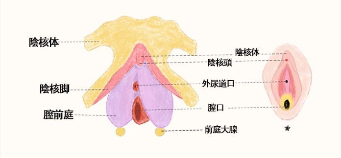 クリトリスの亀頭・体・脚と尿道・膣周辺の位置関係を示す解剖模式図（中国語表記）